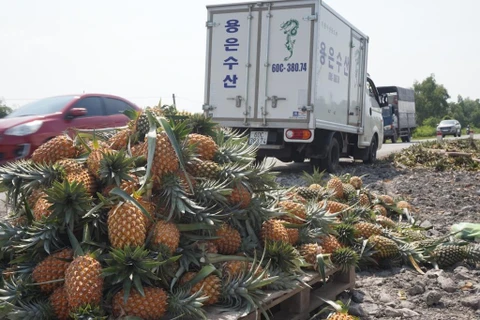 Huyện Thạnh Hóa của Long An đang vào mùa thu hoạch dứa.(Nguồn: Báo Long An) 