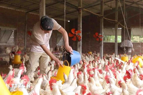 Chăm sóc đàn gà đẻ trứng tại trang trại liên kết của Hợp tác xã Chăn nuôi Đông Lỗ, xã Đông Lỗ, huyện Ứng Hòa, Hà Nội. (Ảnh: Hoàng Hiếu/TTXVN) 