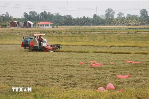 Đến ngày 3/8, tỉnh An Giang đã thu hoạch được 120.319 ha/228.479ha, đạt 52,7% diện tích xuống giống. (Ảnh: Công Mạo/TTXVN) 