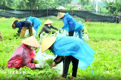 Phụ nữ Bắc Ninh đội mưa thu hoạch nông sản chi viện cho người Hà Nội