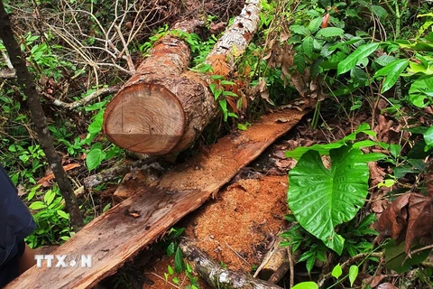 Rất nhiều cây gỗ nghiến cổ thụ có tuổi đời hàng trăm năm tuổi đã bị chặt hạ. (Ảnh: TTXVN phát) 