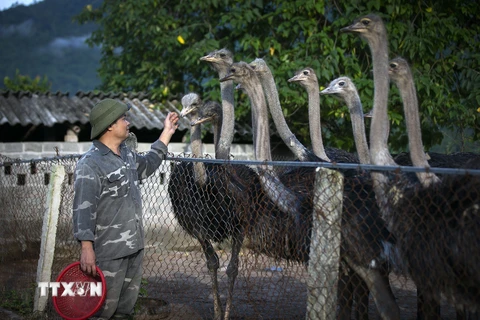 [Photo] Người nông dân Hòa Bình thoát nghèo từ chăn nuôi đà điểu