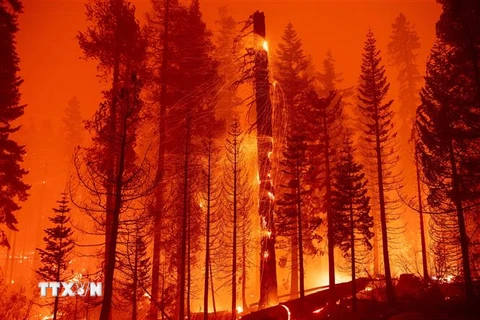 Cây cối bị thiêu rụi trong đám cháy rừng Caldor ở California, Mỹ, ngày 29/8/2021. (Ảnh: AFP/TTXVN) 