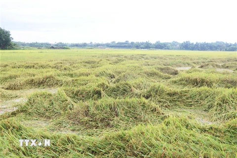 Ruộng lúa Hè Thu 2021 ở huyện Triệu Phong bị đổ ngã do áp thấp nhiệt đới sau khi bão số 5 suy yếu. (Ảnh: Nguyên Lý/TTXVN) 