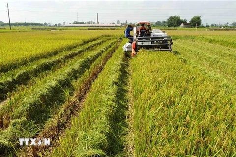 Nông dân xã Nghĩa Hương, huyện Quốc Oai tập trung thu hoạch lúa. (Ảnh: Vũ Sinh/TTXVN) 