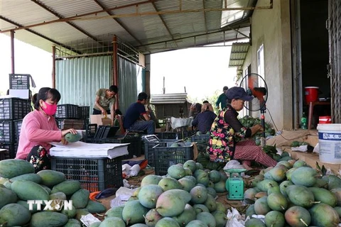 Chế biến xoài xuất khẩu tại huyện Mai Sơn, tỉnh Sơn La. (Ảnh: TTXVN) 