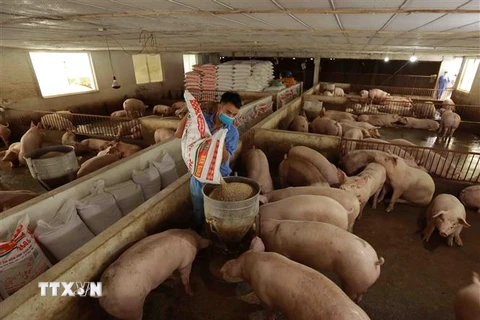 Trang trại chăn nuôi lợn khép kín của gia đình anh Phạm Văn Thụy, xã Phú Châu, huyện Ba Vì. (Ảnh: Vũ Sinh/TTXVN) 