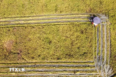 Thu hoạch lúa mùa trên cánh đồng Hoàng Chung xã Đồng Ích, huyện Lập Thạch, Vĩnh Phúc. (Ảnh: Hoàng Hùng/TTXVN) 