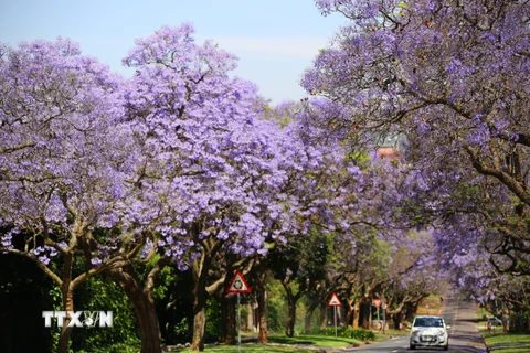 [Photo] Pretoria - thành phố hoa phượng tím của Nam Phi