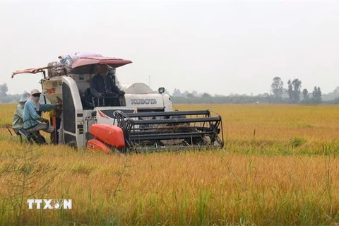 Xuất khẩu gạo của Kiên Giang đạt trên 203 triệu USD. (Ảnh: Lê Huy Hải/TTXVN) 