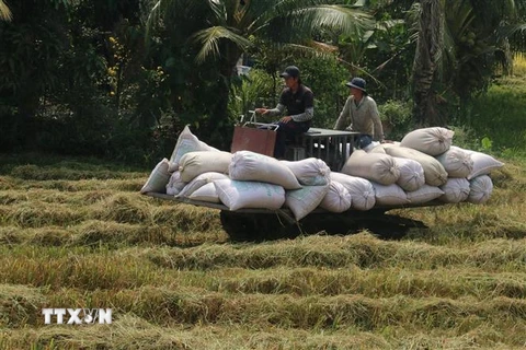 Thu hoạch lúa tại Gò Công, Tiền Giang. (Ảnh: TTXVN) 