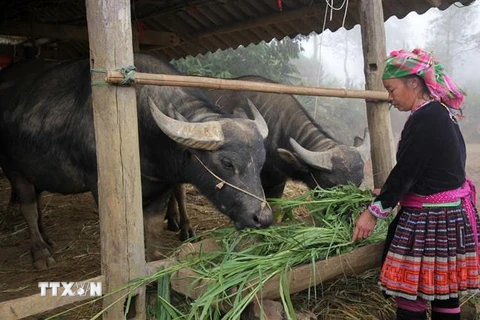 Người dân bản Phìn Chải, xã Giang Ma, huyện Tam Đường (Lai Châu) chủ động trồng cỏ thêm nguồn thức ăn xanh, chống rét cho gia súc trong mùa Đông. (Ảnh: Nguyễn Oanh/TTXVN) 