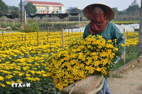 Thu hoạch hoa cúc tại làng hoa Đông Cương (thành phố Thanh Hóa, tỉnh Thanh Hóa). (Ảnh: Hoa Mai/TTXVN) 