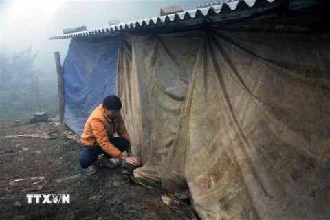 Người dân Sơn La chủ động căng bạt, chuẩn bị bóng sưởi và thức ăn cho gia súc, gia cầm. (Ảnh: Quang Quyết/TTXVN) 