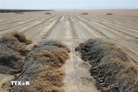 Cây trồng chết khô do hạn hán tại cánh đồng ở Huron, California, Mỹ, ngày 23/7/2021. (Ảnh: AFP/TTXVN) 