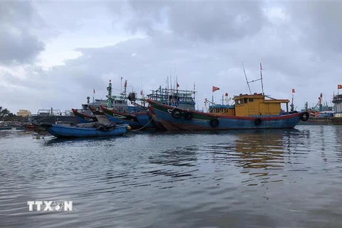 Tàu thuyền vào neo trú tại vũng neo đậu tàu thuyền Lý Sơn. (Ảnh minh họa: Lê Ngọc Phước/TTXVN) 