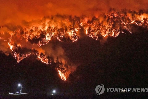 Hiện chưa có báo cáo về thương vong trong đám cháy này. (Nguồn: Yonhap News) 