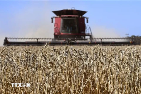 Nga đã quyết định tạm thời cấm xuất khẩu ngũ cốc sang các nước thành viên Liên minh kinh tế Á-Âu (EAEU). (Ảnh: AFP/TTXVN) 