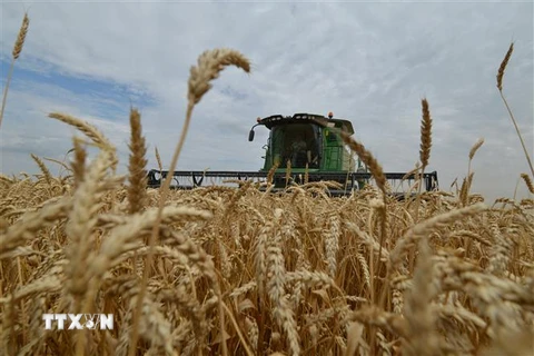 Nông dân thu hoạch lúa mỳ trên cánh đồng tại Stavropol, Nga. (Ảnh: AFP/TTXVN) 