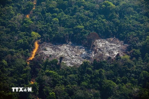 Khoảng rừng Amazon bị chặt phá tại Altamira, bang Para, Brazil, ngày 28/8/2019. (Ảnh: AFP/TTXVN) 