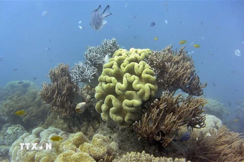 Rạn san hô Great Barrier ở Australia. (Ảnh: AFP/TTXVN) 