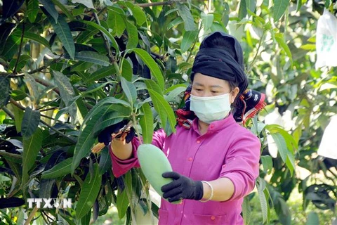Thành viên Hợp tác xã nông nghiệp an toàn Chiềng Hặc, huyện Yên Châu, tỉnh Sơn La thu hoạch xoài để phục vụ xuất khẩu. (Ảnh: Quang Quyết/TTXVN) 