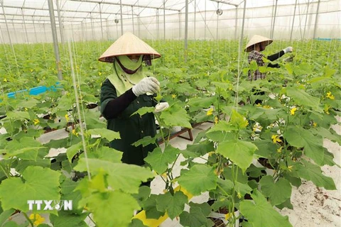 Hợp tác xã rau sạch Yên Dũng ở xã Tiến Dũng, huyện Yên Dung, tỉnh Bắc Giang có diện tích hơn 60ha trồng các loại rau ăn lá, mỗi tháng cung cấp khoảng 200 tấn sản phẩm phục vụ thị trường trong và ngoài tỉnh. (Ảnh: Vũ Sinh/TTXVN) 