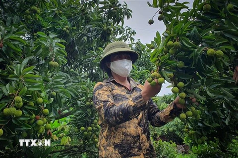 Chăm sóc cây vải tại Hợp tác xã Nông nghiệp Thanh Hải, xã Thanh Hải, huyện Lục Ngạn (Bắc Giang). (Ảnh: Danh Lam/TTXVN) 