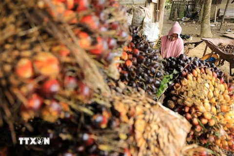 Thu hoạch cọ tại Kutamakmur, Aceh, Indonesia. (Ảnh: AFP/TTXVN) 