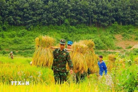 Cán bộ, chiến sỹ Đồn Biên phòng Mường Mươn, Điện Biên giúp nhân dân thu hoạch lúa. (Ảnh: TTXVN phát) 