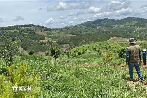 Hiện trường hơn 4.000m2 đất rừng phòng hộ thuộc khoảnh 10 (tiểu khu 365 thuộc địa bàn xã Ninh Loan, Đức Trọng) đã bị lấn chiếm, trồng cây macca lên xanh tốt trong khi cây thông trồng từ năm 2016 có biểu hiện chết khô, nhiều cây đã bị chặt phá. (Ảnh: Nguyễ