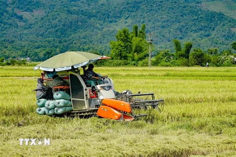 Thu hoạch lúa ở Mường Thanh, Điện Biên. (Ảnh minh họa: Xuân Tư/TTXVN) 