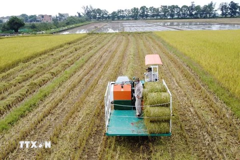 Thu hoạch lúa hữu cơ tại Hợp tác xã Kim Long, xã Hải Quế, huyện Hải Lăng, tỉnh Quảng Trị. (Ảnh: Thanh Thủy/TTXVN) 