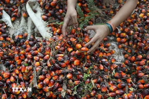 Công nhân thu hoạch hạt cọ tại nông trại ở Pelalawan, tỉnh Riau, Indonesia. (Ảnh: AFP/TTXVN) 