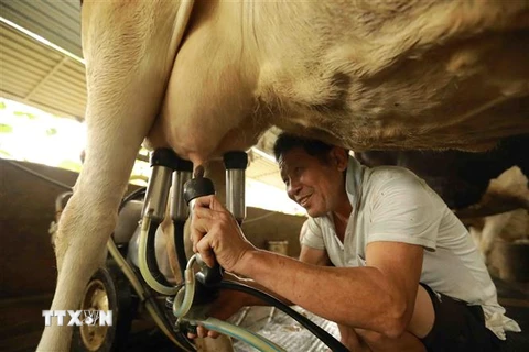 Thu hoạch sữa bò tại hộ chăn nuôi liên kết với hợp tác xã chăn nuôi bò sữa Tam Đảo, xã Bồ Lý, huyện Tam Đảo (Vĩnh Phúc). (Ảnh: Vũ Sinh/TTXVN) 