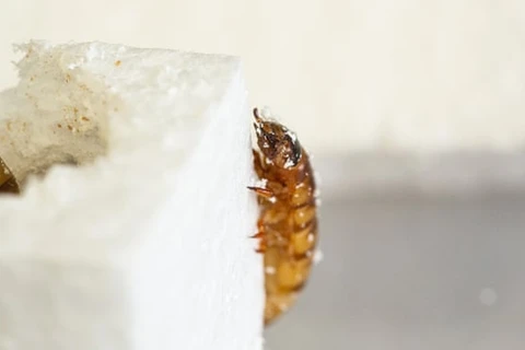 Sâu gạo là ấu trùng của bọ cánh cứng Zophobas morio. (Nguồn: Đại học Queensland) 