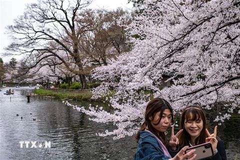 Du khách chụp ảnh dưới tán hoa anh đào tại Tokyo, Nhật Bản, ngày 29/3/2022. (Ảnh: AFP/TTXVN) 