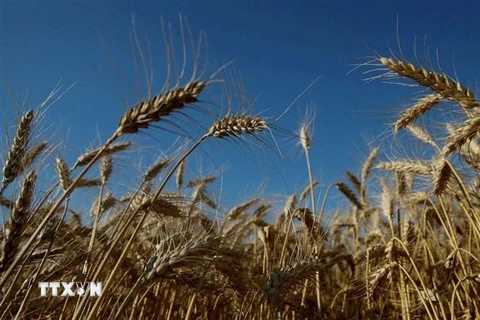 Lúa mỳ trên cánh đồng tại Zhovtneve, Ukraine. (Ảnh: REUTERS/TTXVN) 