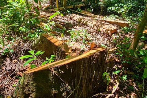Hiện trường vụ phá rừng ở xã Trường Sơn (Quảng Bình). (Nguồn: nhandan.vn) 