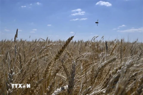Một cánh đồng lúa mỳ ở Rai-Oleksandrivka, Ukraine ngày 1/7/2022. (Ảnh: AFP/TTXVN) 