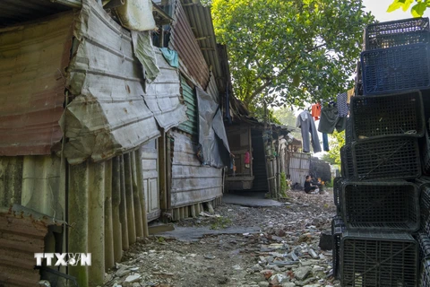 [Photo] Hà Nội: Người dân mưu sinh tại các khu đất bãi ven sông Hồng