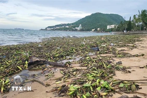 Rác từ biển tràn vào khu vực Bãi Trước, thành phố Vũng Tàu. (Ảnh: Đoàn Mạnh Dương/TTXVN) 