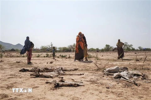 Người dân đứng cạnh xác các vật nuôi bị chết do hạn hán tại Gode, Ethiopia, ngày 7/4/2022. (Ảnh: AFP/TTXVN) 