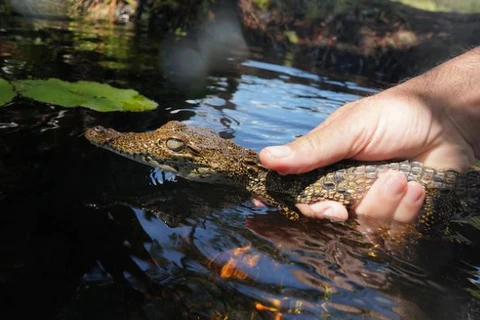 Thả cá sấu non về với tự nhiên. (Nguồn: Reuters) 