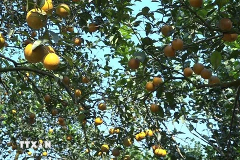 Vườn cam được trồng với quy chuẩn sản xuất sạch, an toàn theo tiêu chuẩn VietGap. (Ảnh: Việt Dũng/TTXVN)