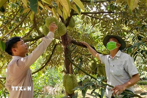 Nhiều nông dân trồng sầu riêng ở xã Tân Thới, huyện Phong Điền mong muốn được cấp mã số vùng trồng để sầu riêng được xuất khẩu chính ngạch ổn định. (Ảnh: Thu Hiền/TTXVN)