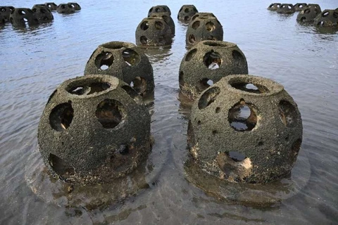 Các quả cầu đá thu hút hàu đến sinh sống. (Nguồn: phys.org) 