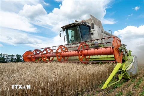 Thu hoạch lúa mỳ trên cánh đồng ở Kharkiv, Ukraine ngày 19/7/2022. (Ảnh: AFP/TTXVN) 