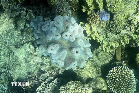 Rạn san hô Great Barrier ở ngoài khơi Queensland, Australia, ngày 7/3/2022. (Ảnh: AFP/TTXVN)