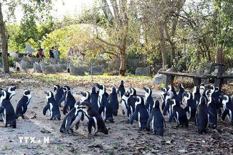 Chim cánh cụt Cape tại vườn thú Pairi Daiza. (Ảnh: Hương Giang/TTXVN) 